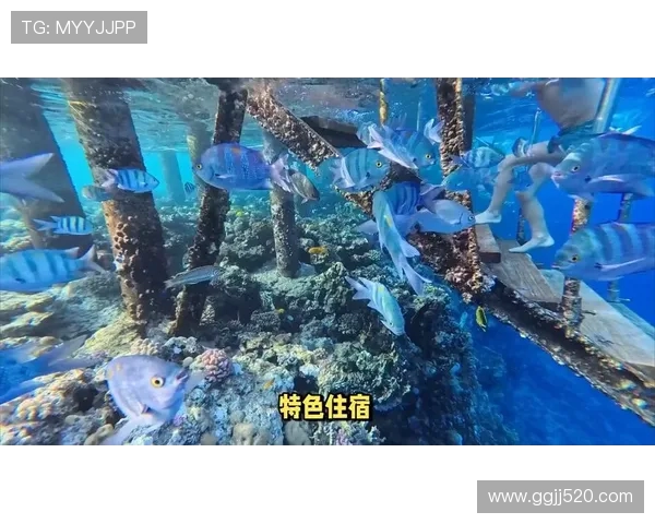 0 基础主播亲历！舟山长乔海洋公园秒变 “美人鱼” 的奇幻之旅